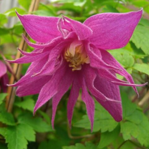 Clematis alpina "Jutta" (Clematide) [Vaso 15cm]