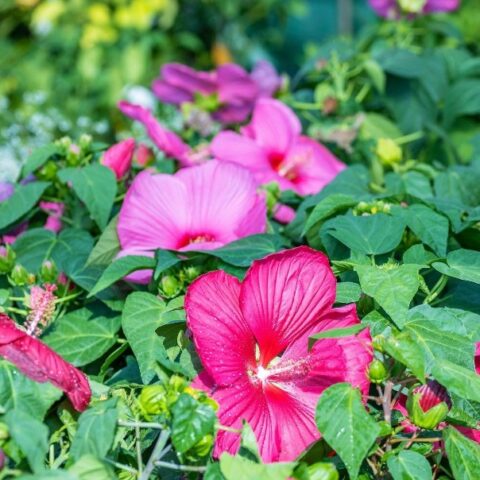 Hibiscus moscheutos (Ibisco) IN MIX [Vaso 23cm] (1 PIANTA ASSORTITA)