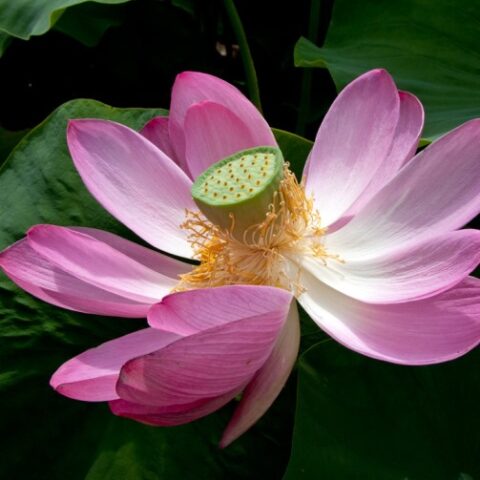 Nelumbo "Pekinensis Rubra" (Fior di Loto) [Vaso 30cm]