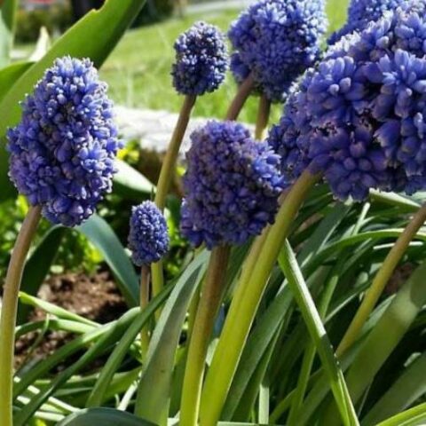 Muscari Blue Spike (20 BULBI)