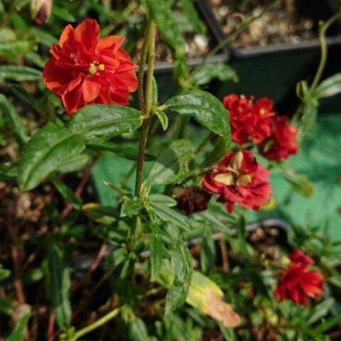 Helianthemum hybridum"Amabile Plenum" [Vaso 18cm]