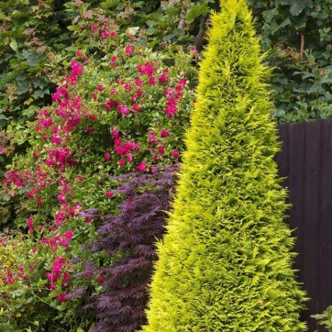 Chamaecyparis lawsoniana "Stardust" [Vaso 18cm]
