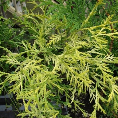 Juniperus chinensis "Old Gold" (Ginepro cinese) [Vaso 24cm]