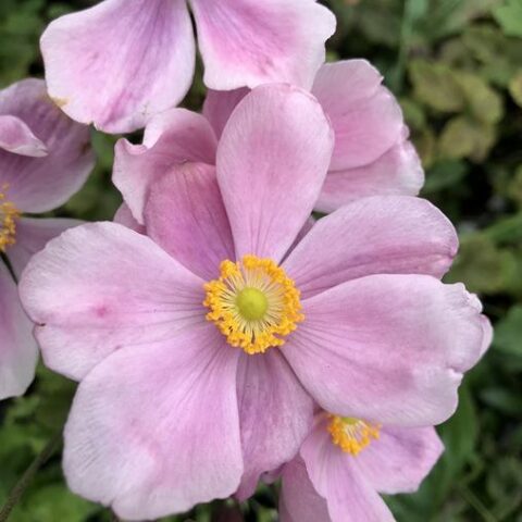 Anemone x hybrida "Loreley" [Vaso 11cm]