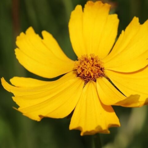 Coreopsis lanceolata [Vaso 18cm]