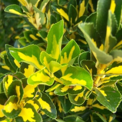 Euonymus japonicus "Aureopictus Luna" (Evonimo del Giappone) [Vaso 17cm]