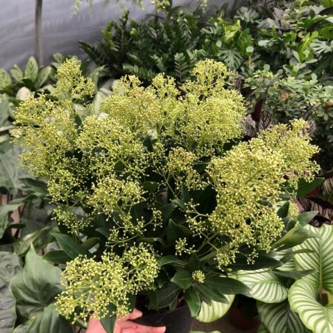 Skimmia japonica "Autumn Diamond" [Vaso 19cm]