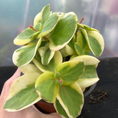 Crassula multicava "Panache" [Vaso 13cm]