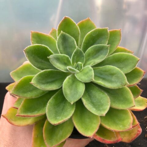 Echeveria "Elisha Hybrid" [Vaso 13cm]
