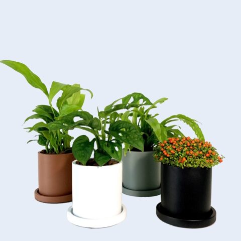 Vaso Cilindrico Legeopot [ 10cm]