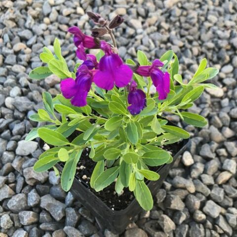 Salvia greggii "Violet" [Vaso 18cm]