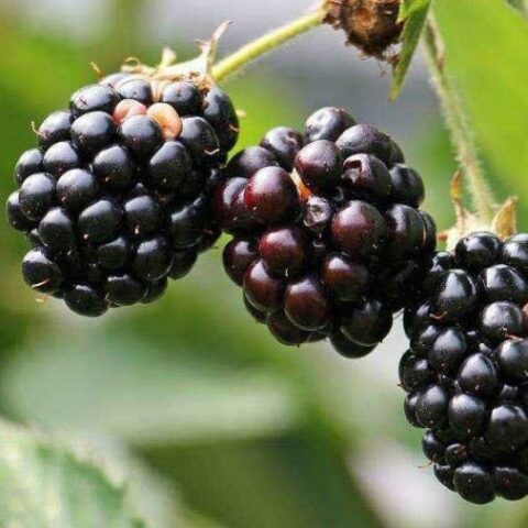 Mora "Dirksen" - Precoce Senza Spine (Rubus fruticosus) [Vaso 1,5 Litri]