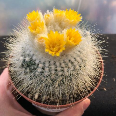 Parodia chrysacanthion (Notocactus) [Vaso 10,5cm]