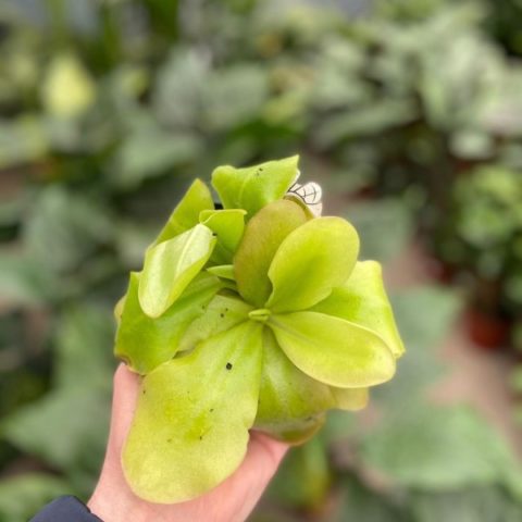 Pinguicula "Guatemala" (Carnivora) [Vaso 8,5cm]