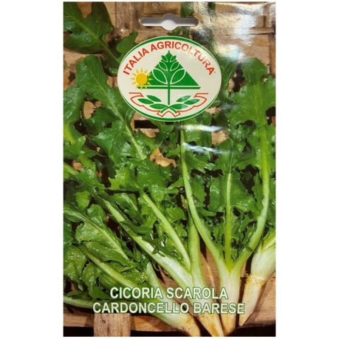 Cicoria Scarola Cardoncello Barese (Semente)