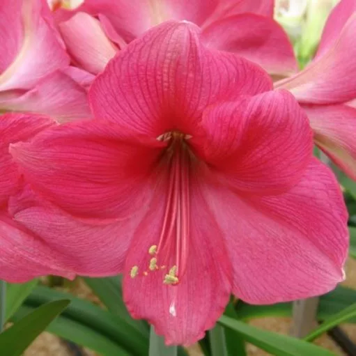 Amaryllis Pink (1 BULBO)