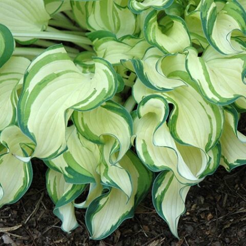 Hosta "Ghost Spirit" [Vaso 11cm]