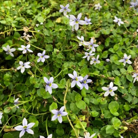 Isotoma fluviatilis [Vaso 17cm]
