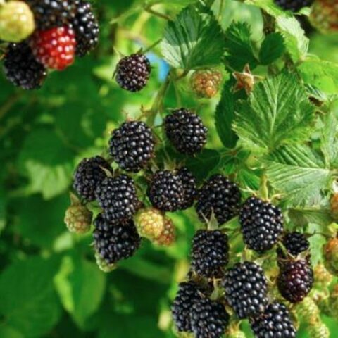 Mora "Navaho" - Tardiva Senza Spine (Rubus fruticosus) [Vaso 12cm]
