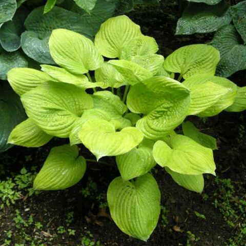 Hosta "Banana Kid" [Vaso 11cm]