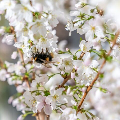 Prunus kurilensis "Brillant" (Ciliegio da fiore) [Vaso 27cm]