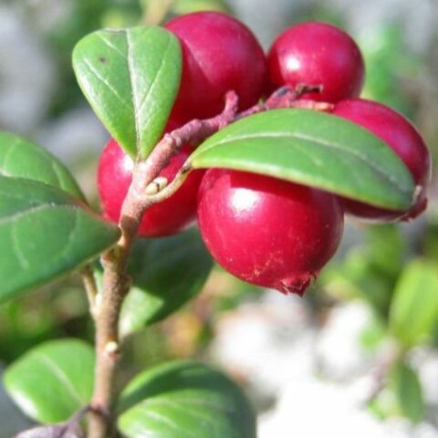 Mirtillo Rosso Americano o Cranberry "Pilgrim" (Vaccinium macrocarpon) [Vaso 12cm]