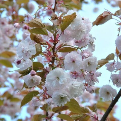 Prunus serrulata "Fugenzo" (Ciliegio da fiore) [H. 150-170 cm.]
