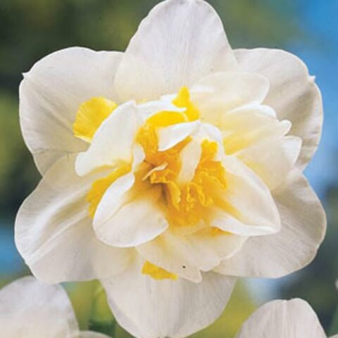 Narciso White Lion (5 BULBI)