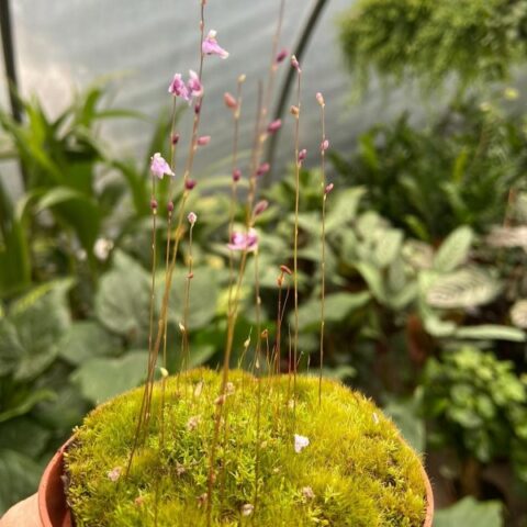 Utricularia minutissima (Carnivora) [Vaso 8,5cm]