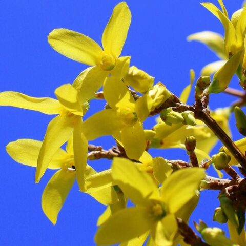 Forsythia x intermedia "Maree d'Or" [Vaso 18cm]