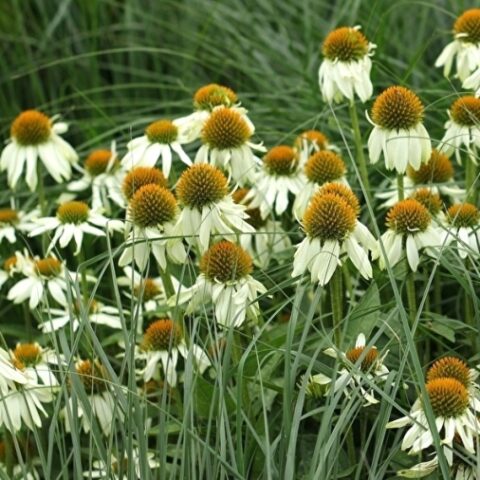 Echinacea purpurea "Alba" [Vaso 18cm]