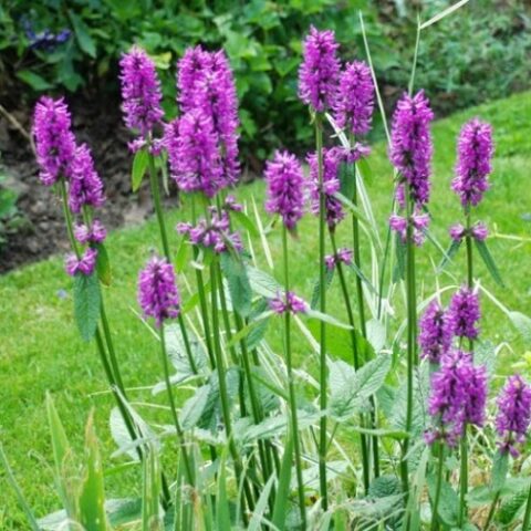 Stachys officinalis [Vaso 18cm]