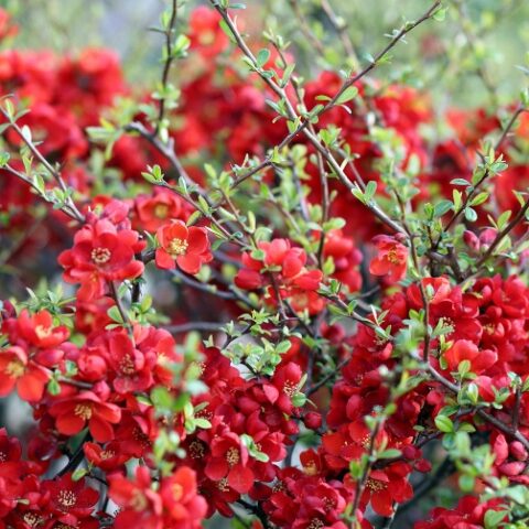 Chaenomeles japonica "Sargentii" [Vaso 14cm]