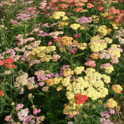 Achillea millefolium "Colorado" in miscuglio [Vaso 18cm]