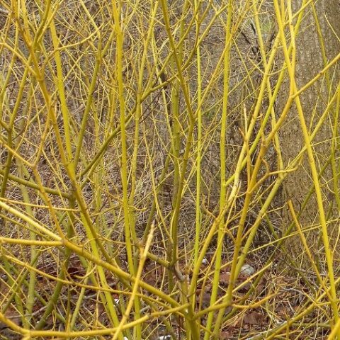 Cornus sericea "Flaviramea" (Cornus a Legno Giallo) [Vaso 18cm]
