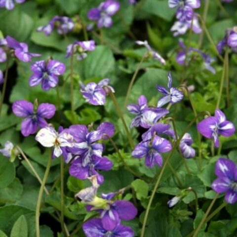 Viola hirta "Cenerentola" [Vaso 18cm]