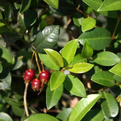 Eugenia myrtifolia "Newport" [Vaso 15cm]