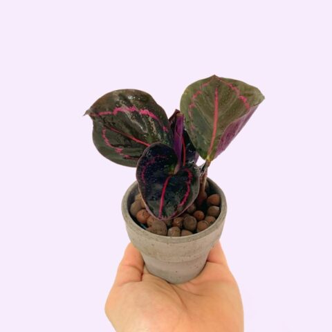 Calathea roseopicta "Dottie" Baby Plant [Vaso 6cm | H. 12 cm.]