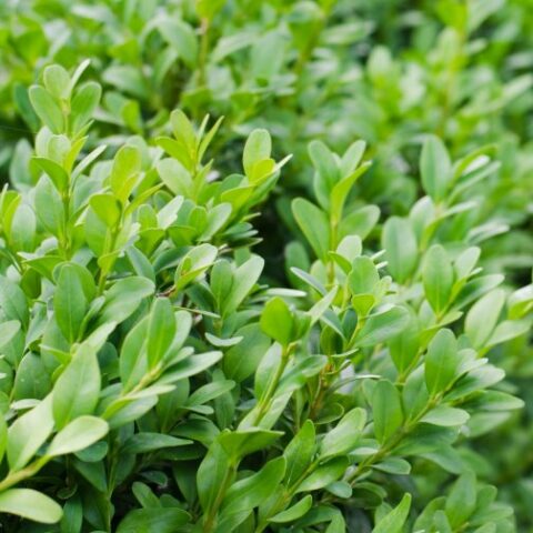 Buxus sempervirens arborescens (Bosso arborescens) [Vaso 22cm]