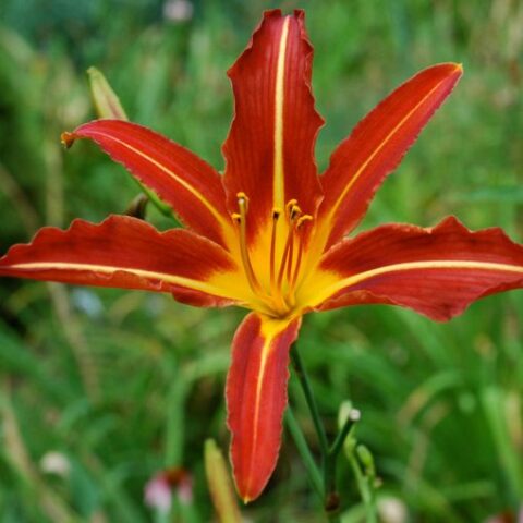 Hemerocallis "Double Challenger" [Vaso 18cm]