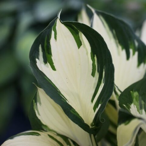 Hosta "Fire and Ice" [Vaso 14cm]