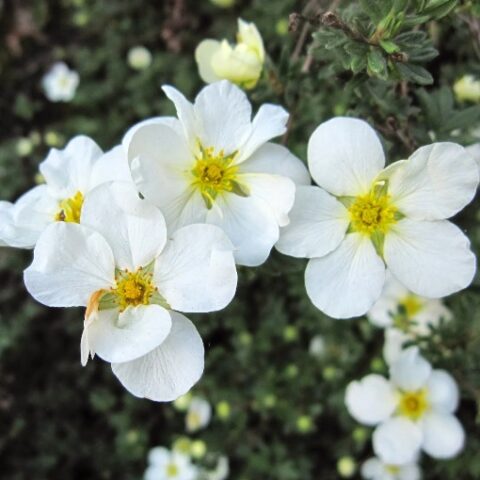Potentilla fruticosa "Snowflake" [Vaso 14cm]