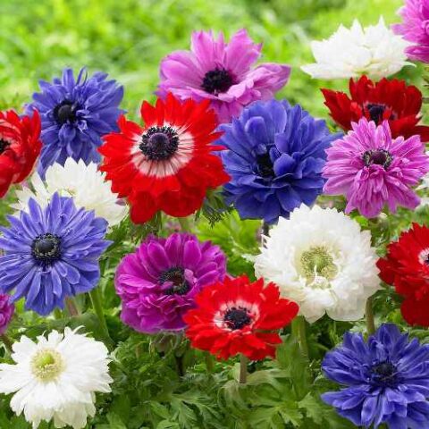 Anemone Coronaria St. Brigid Mixed (10 BULBI)