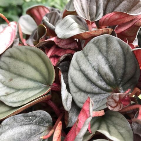 Peperomia caperata "Luna Grey" [Vaso 17cm | H. 35 cm.]