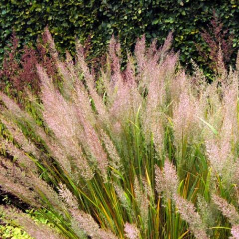 Calamagrostis brachytricha [Vaso 18cm]