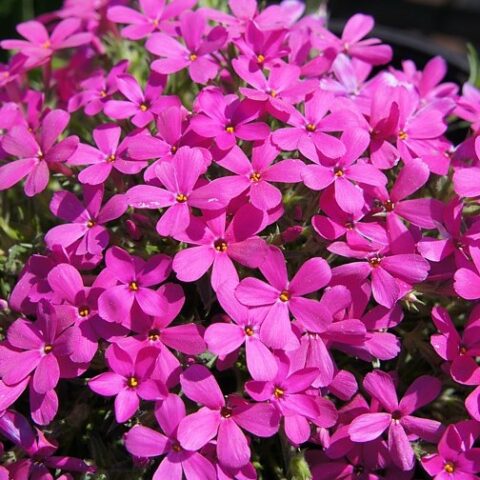 Phlox douglasii "Red Admiral" [Vaso 10cm]