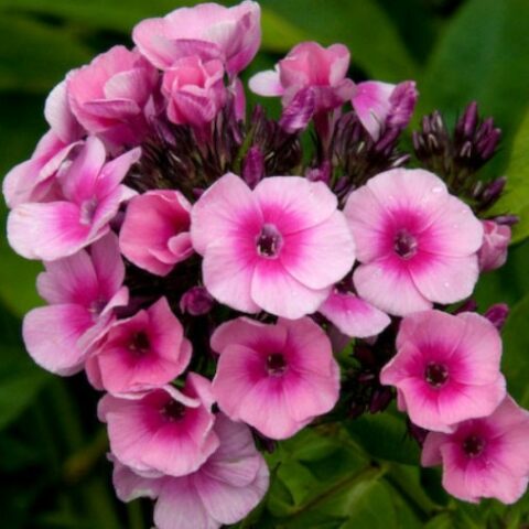 Phlox paniculata "Baby Face" [Vaso 18cm]