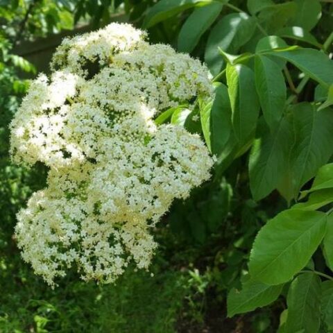 Sambucus canadensis (Sambuco nero americano) [Vaso 16cm]