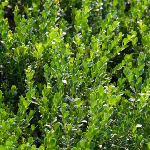 Buxus sempervirens "Faulkner" (Bosso) [Vaso 18cm | H. 50 cm]