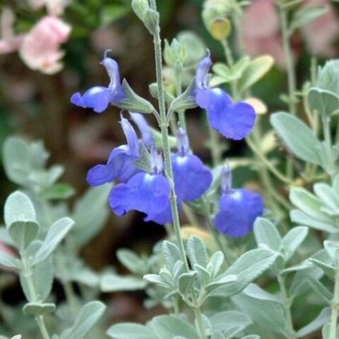 Salvia chamaedryoides "Isochroma" [Vaso 18cm]